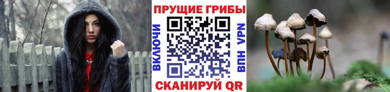 Галлюциногенные грибы Psilocybe  Сысерть 